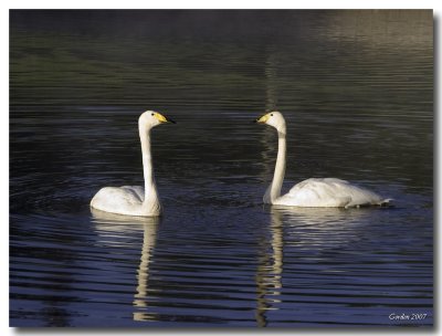 Cygnes / Swans 3, Riverview N.B.