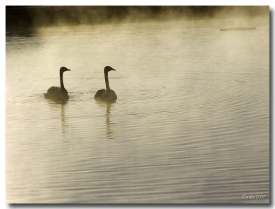 Cygnes / Swans, Riverview N.B.