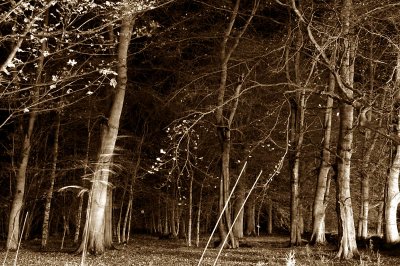 23rd November 2006  trees at night