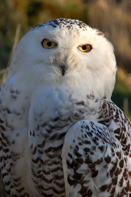 1st April 2007  snowy owl
