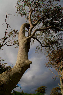 13th August 2007 <br> coastal trees