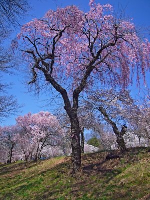 e Cherry blossoms  TREE  ps cs fx-01 P7871.jpg
