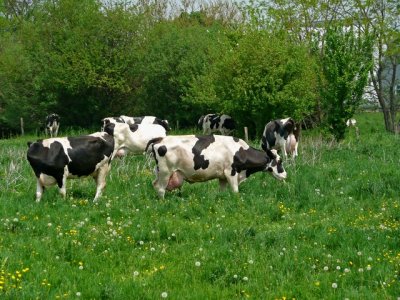 e Cows in field 1 TZ3 ps cs P0273.jpg