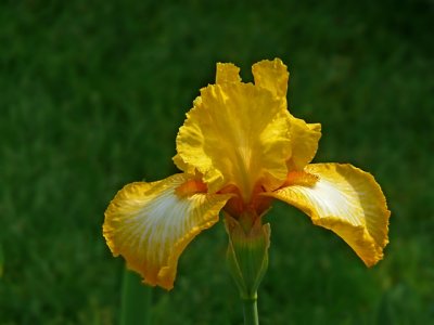 e Iris garden Yellow on green 1 TZ3 ps cs P0588.jpg