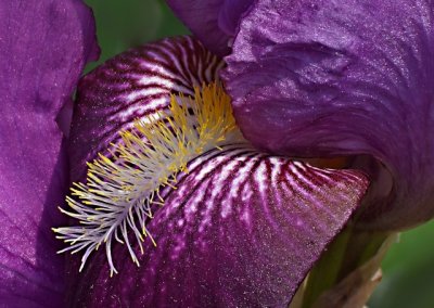 e CROPPED  Purple Iris ps cs F30 1909.jpg