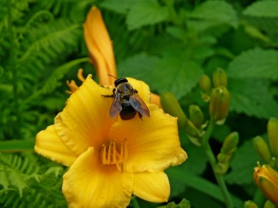 e Bee on yellow flower TZ3 ps cs P1010059.jpg