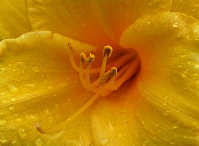e CROPPED   Yellow and green 2 TZ3 ps cs P1135.jpg