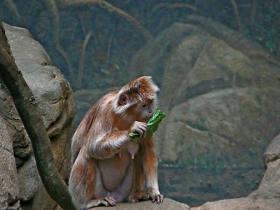 e Monkey eats green NO CROP  1 FZ7 ps cs P11260.jpg