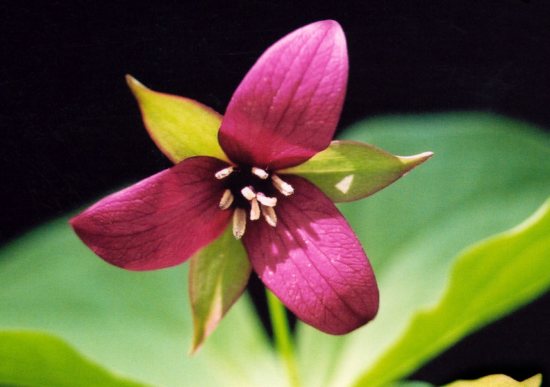 Red Trillium