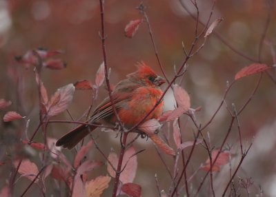 Cardinal