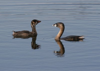Pied-billed Grebe and young