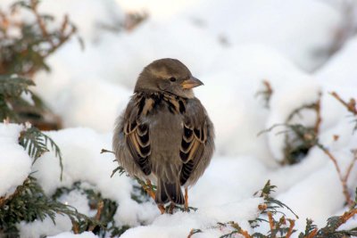 House Sparrow (female)