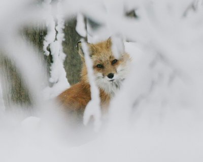 Fox in first snow
