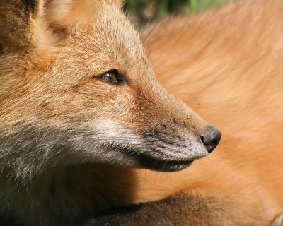 Resting fox