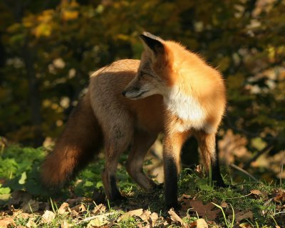 A fine fox!