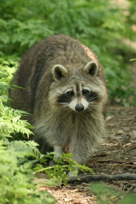 Raccoon