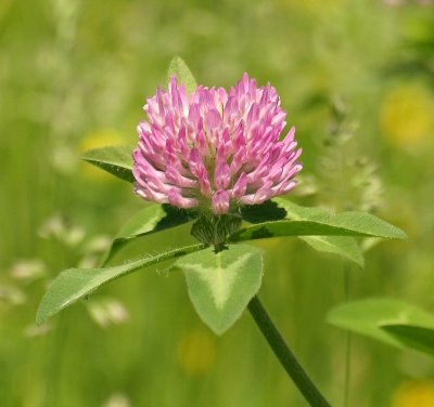 Red Clover