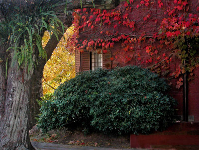 autumn's paintbrushes