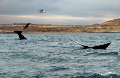 whales at Punta Piramide
