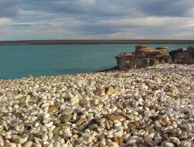 shells' beach
