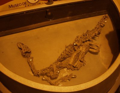 eoraptor