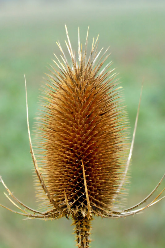 Teasel
