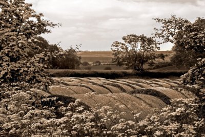 Bales and Cow Parsley