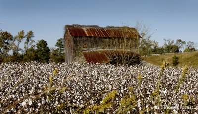 Cotton Field in Eastern North Carolina