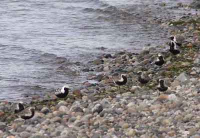 Black-bellied Plover