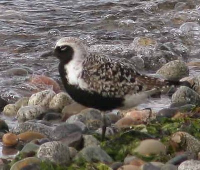 Black-bellied Plover
