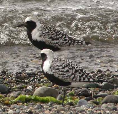 Black-bellied Plover