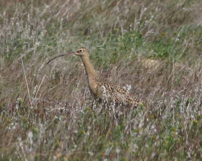 Long-billed Curlew