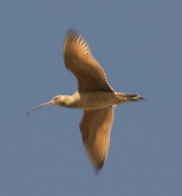 Long-billed Curlew