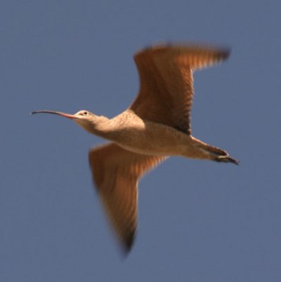 Long-billed Curlew
