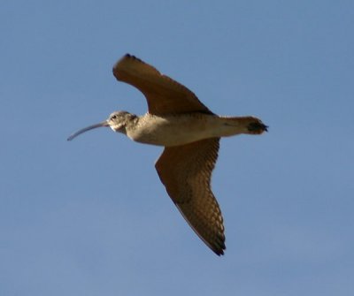 Long-billed Curlew