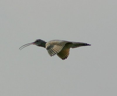 Long-billed Curlew