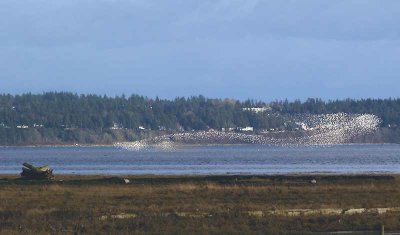 Dunlin