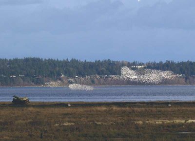Dunlin