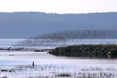 Dunlin
