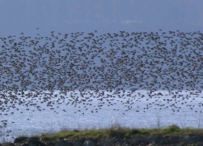 Dunlin