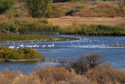 Great Egrets & Pelicans