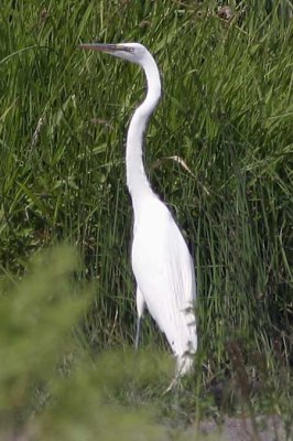 Great Egret