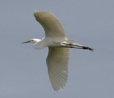 Great Egret