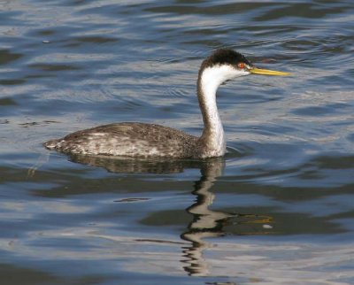 Grebes and Loons