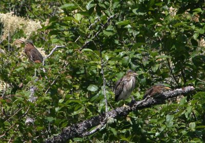 Juvenile Green Herons