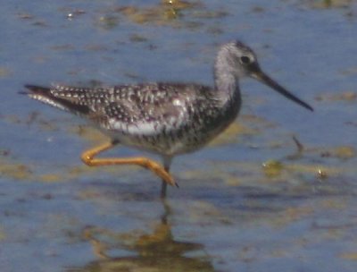 gr-yellowlegs-2252.jpg