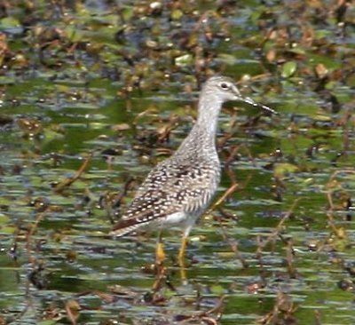 gr-yellowlegs-2824.jpg