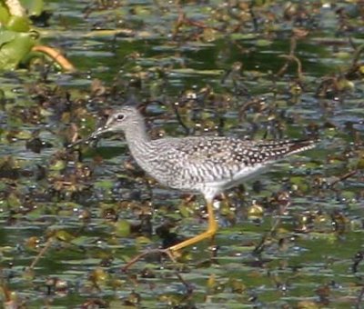 gr-yellowlegs-2825.jpg