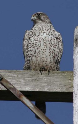 Gyrfalcon