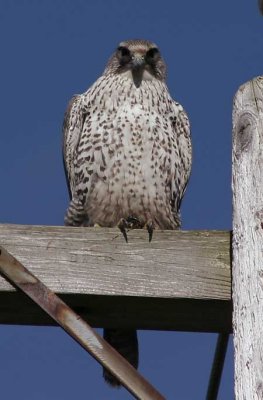 Gyrfalcon